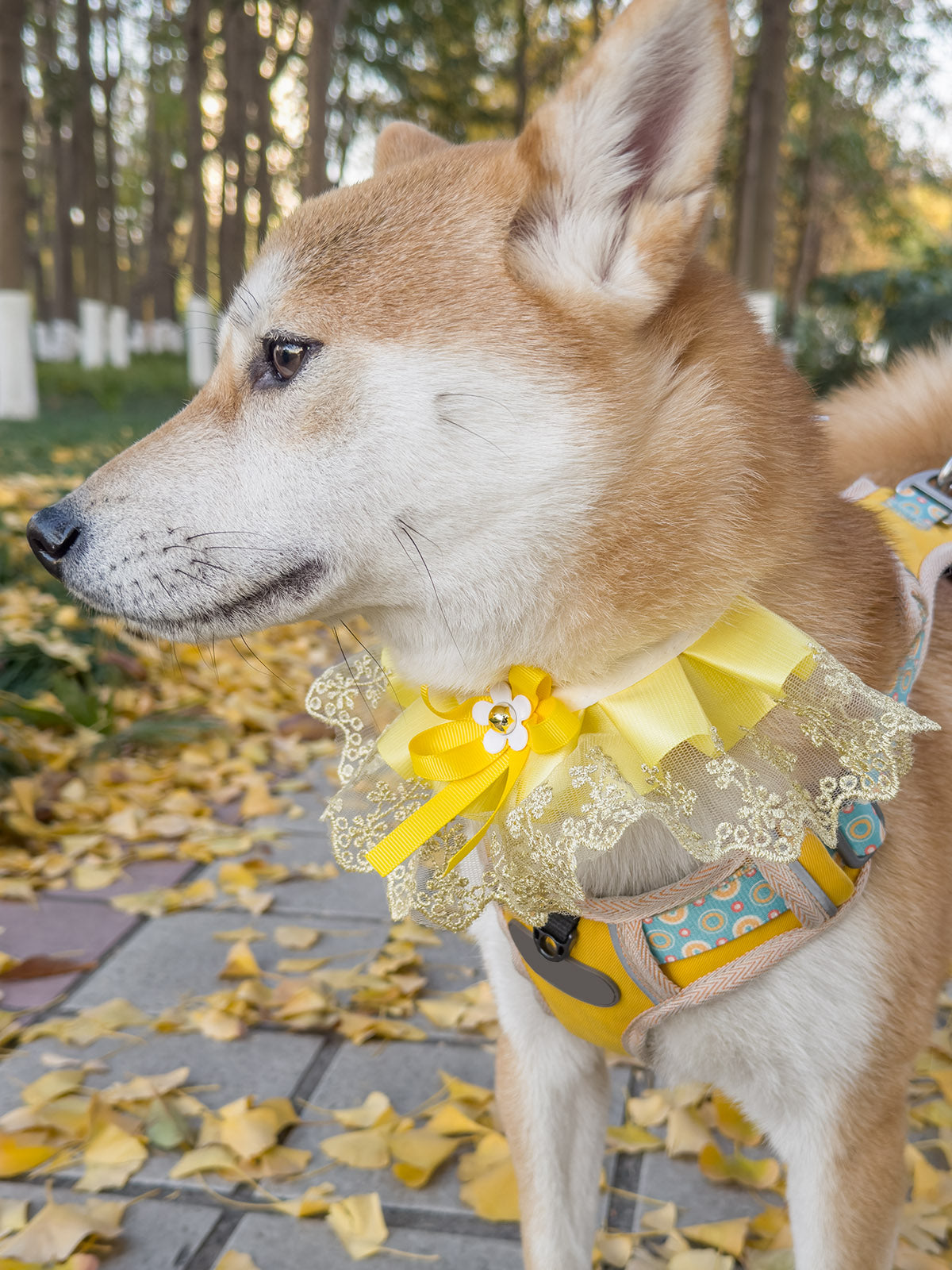 Cat Dog Collar Two Color Bowknot Flower Lace-up Sheer