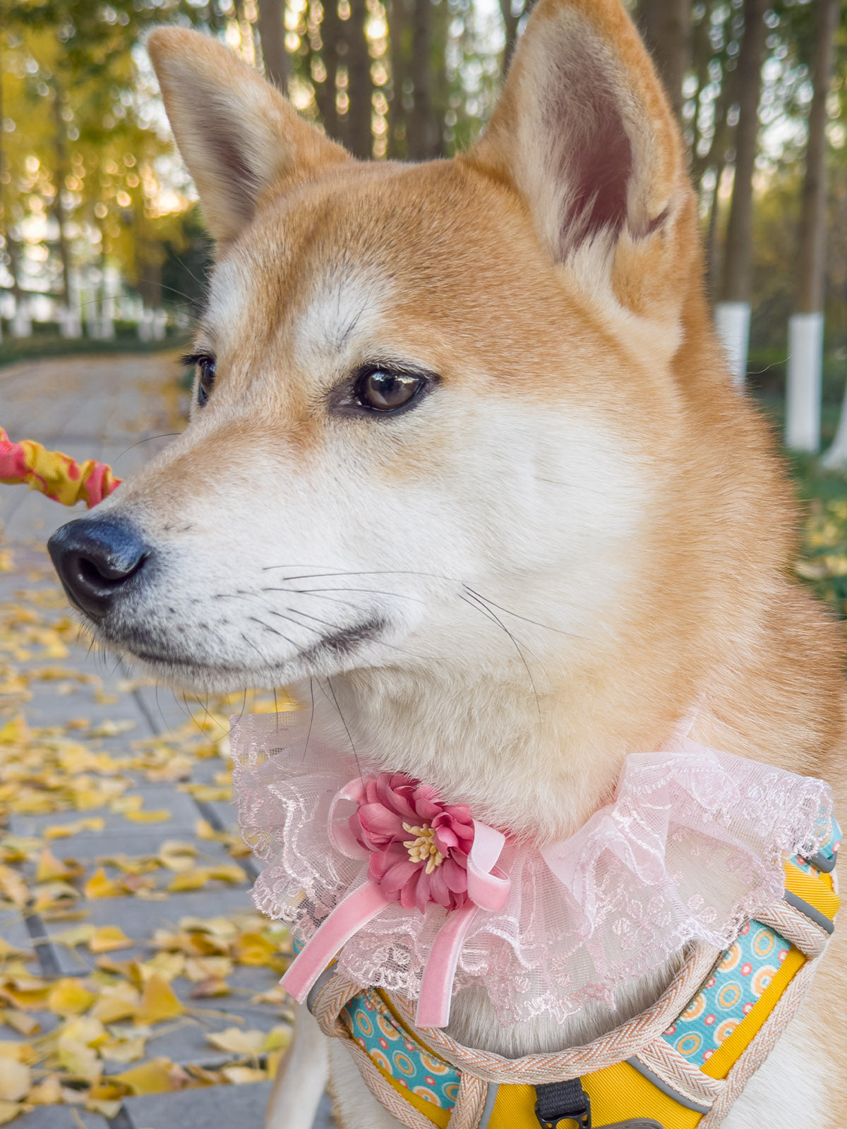 Cat Dog Collar Bowknot Lace-up Flower