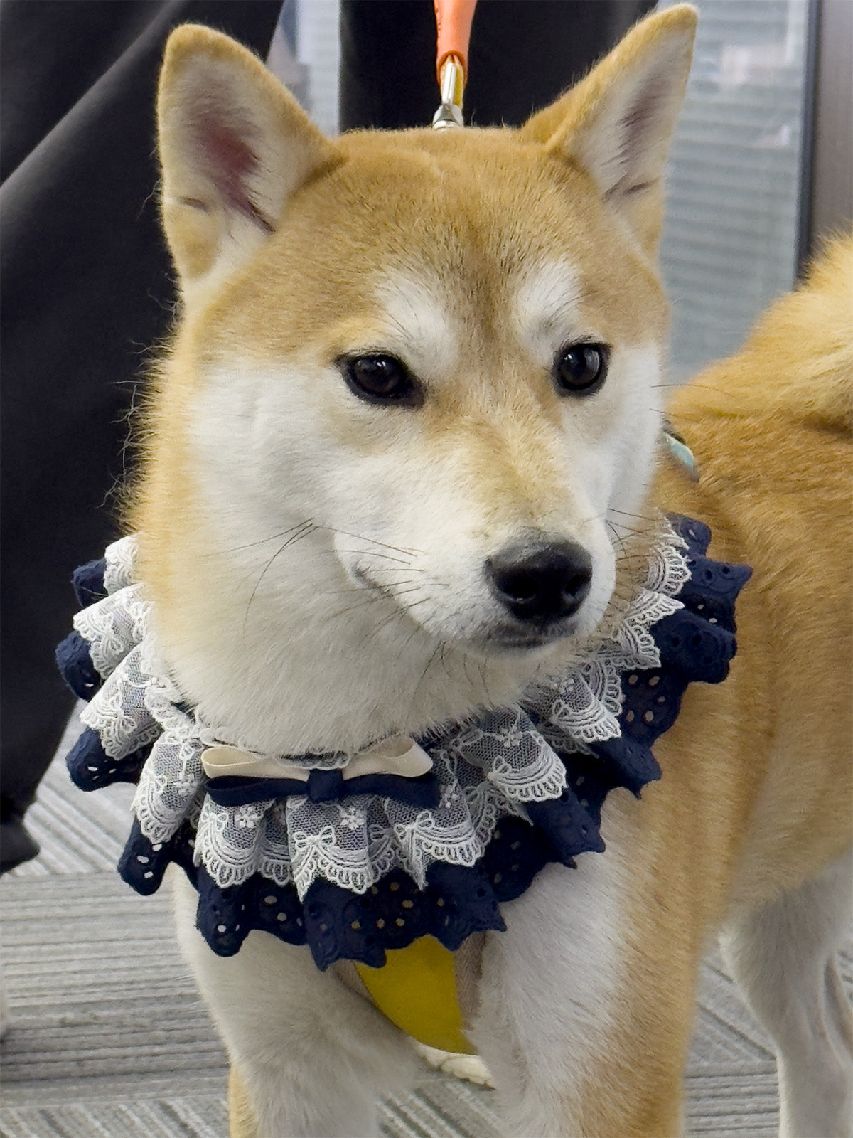 Cat Dog Collar Solid Color Bowknot Lace-up