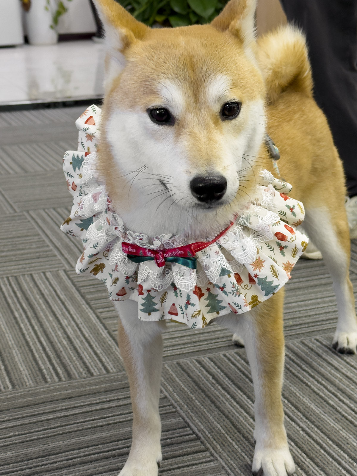 Cat Dog Collar Bandana Bowknot Christmas