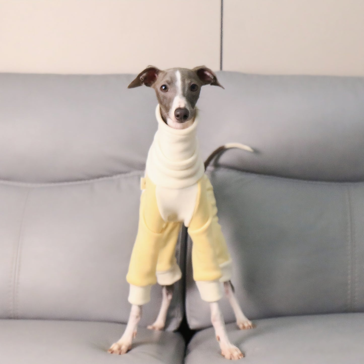 Winter Dog Sweater - Four Legs & Turtle Neck, Striped Color Block, Stretchy Warm Coat for Whippets, Greyhounds, Bedlingtons