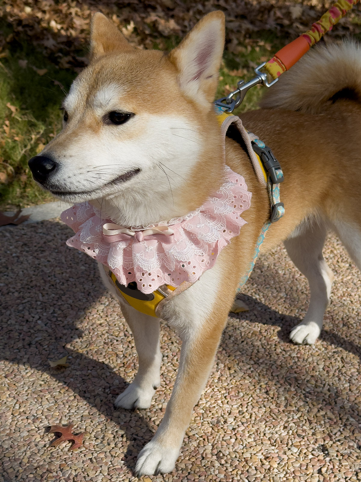 Cat Dog Collar Solid Color Bowknot Lace-up