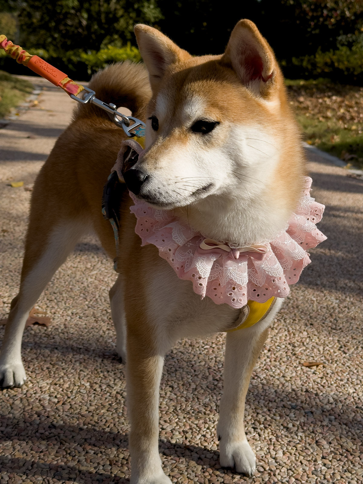 Cat Dog Collar Solid Color Bowknot Lace-up