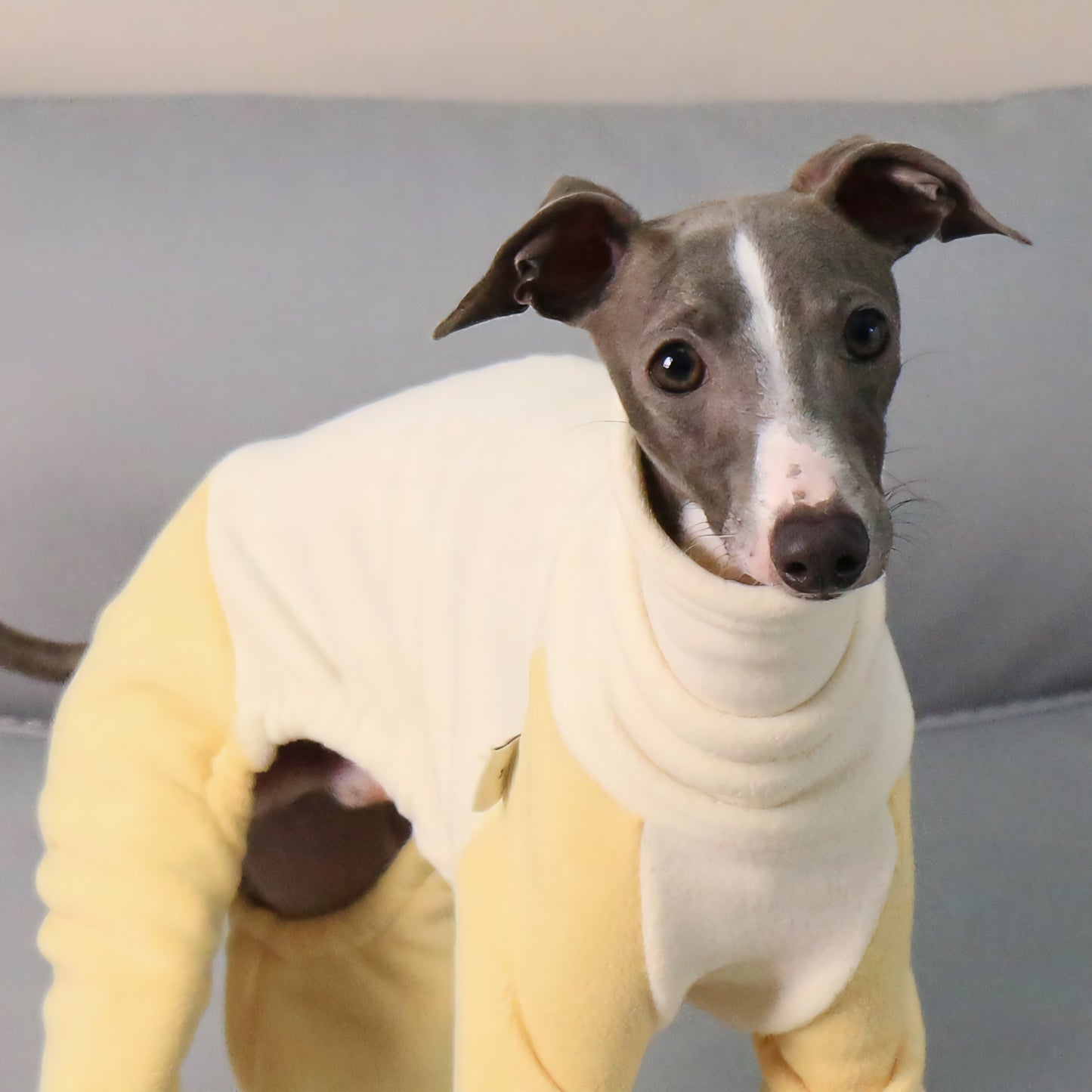 Winter Dog Sweater - Four Legs & Turtle Neck, Striped Color Block, Stretchy Warm Coat for Whippets, Greyhounds, Bedlingtons