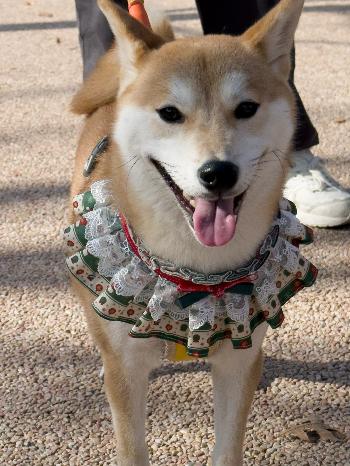 Cat Dog Collar Bandana Bowknot Christmas