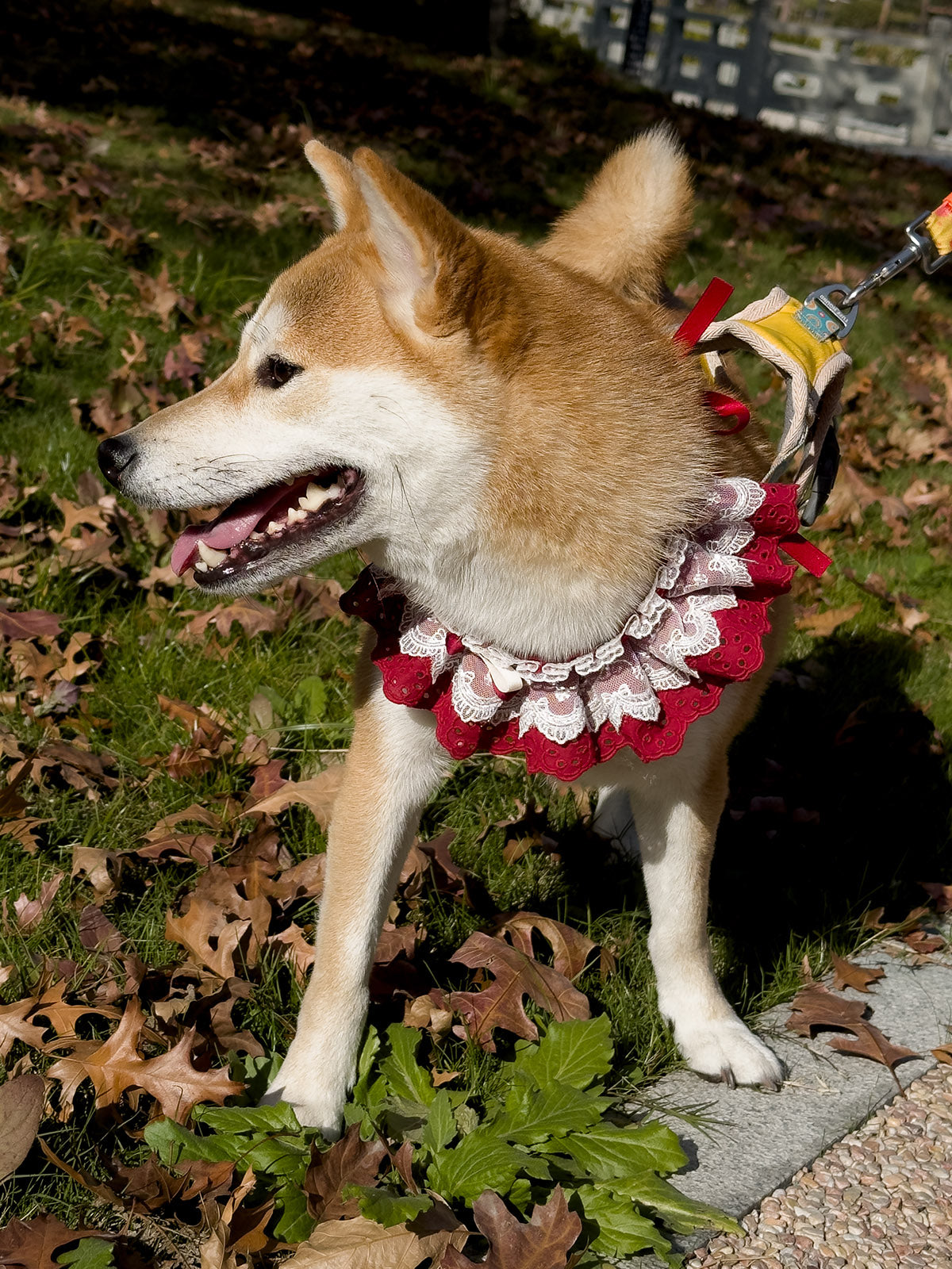 Cat Dog Collar Solid Color Bowknot Lace-up