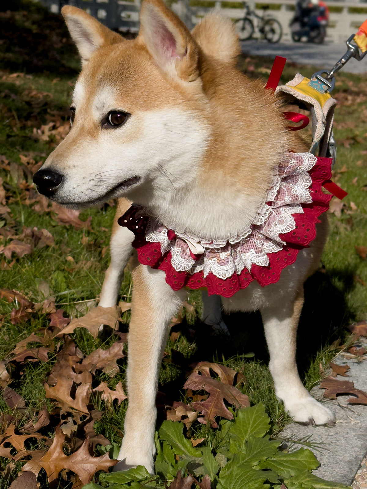 Cat Dog Collar Solid Color Bowknot Lace-up