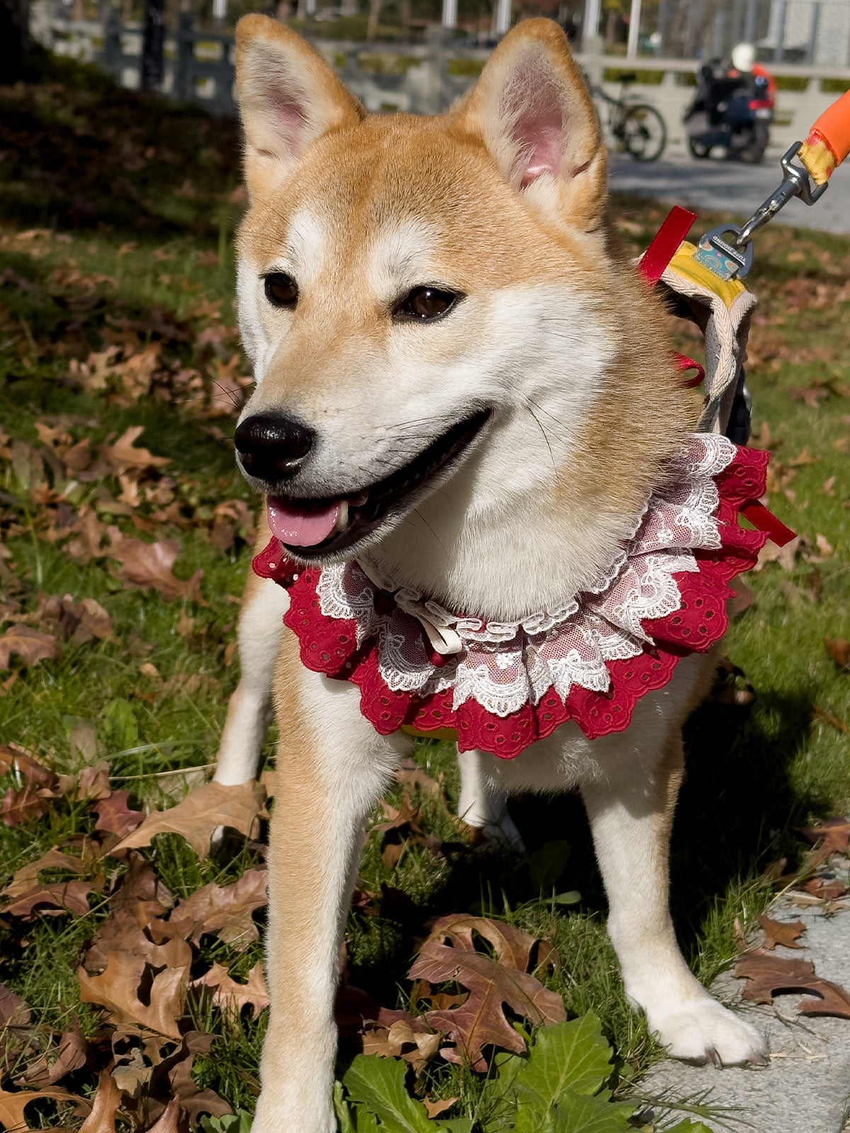 Cat Dog Collar Solid Color Bowknot Lace-up