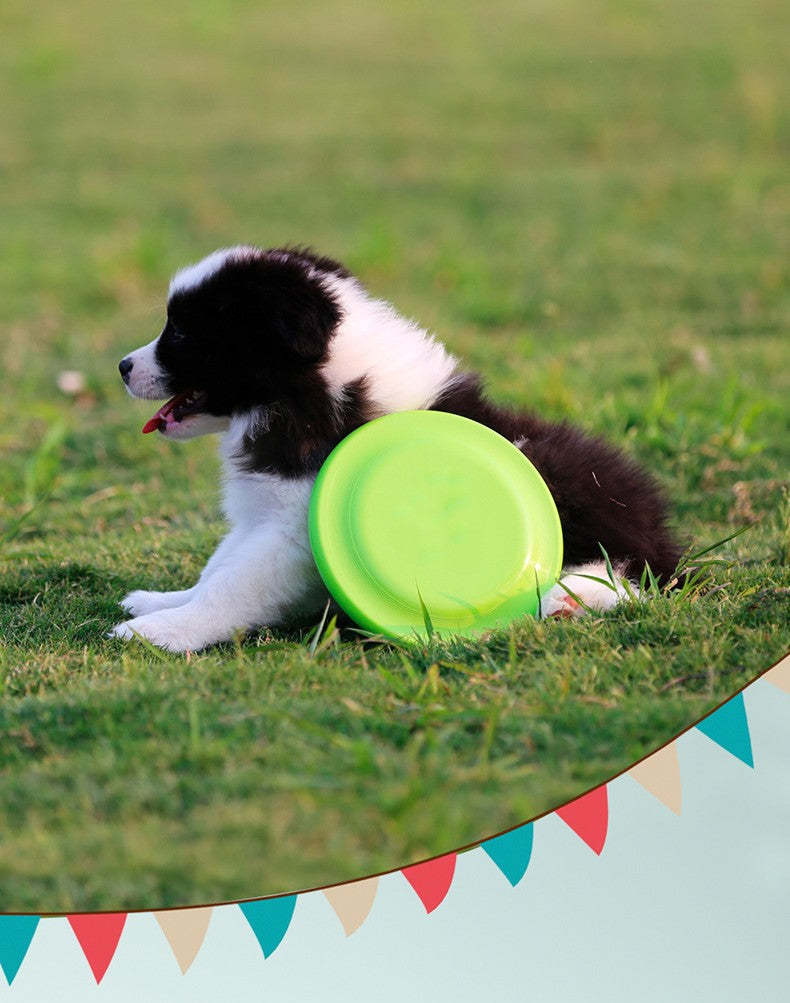 Small Dog Flyer 185mm - Puppy Training & Interactive Fetch Toy for Small Breeds