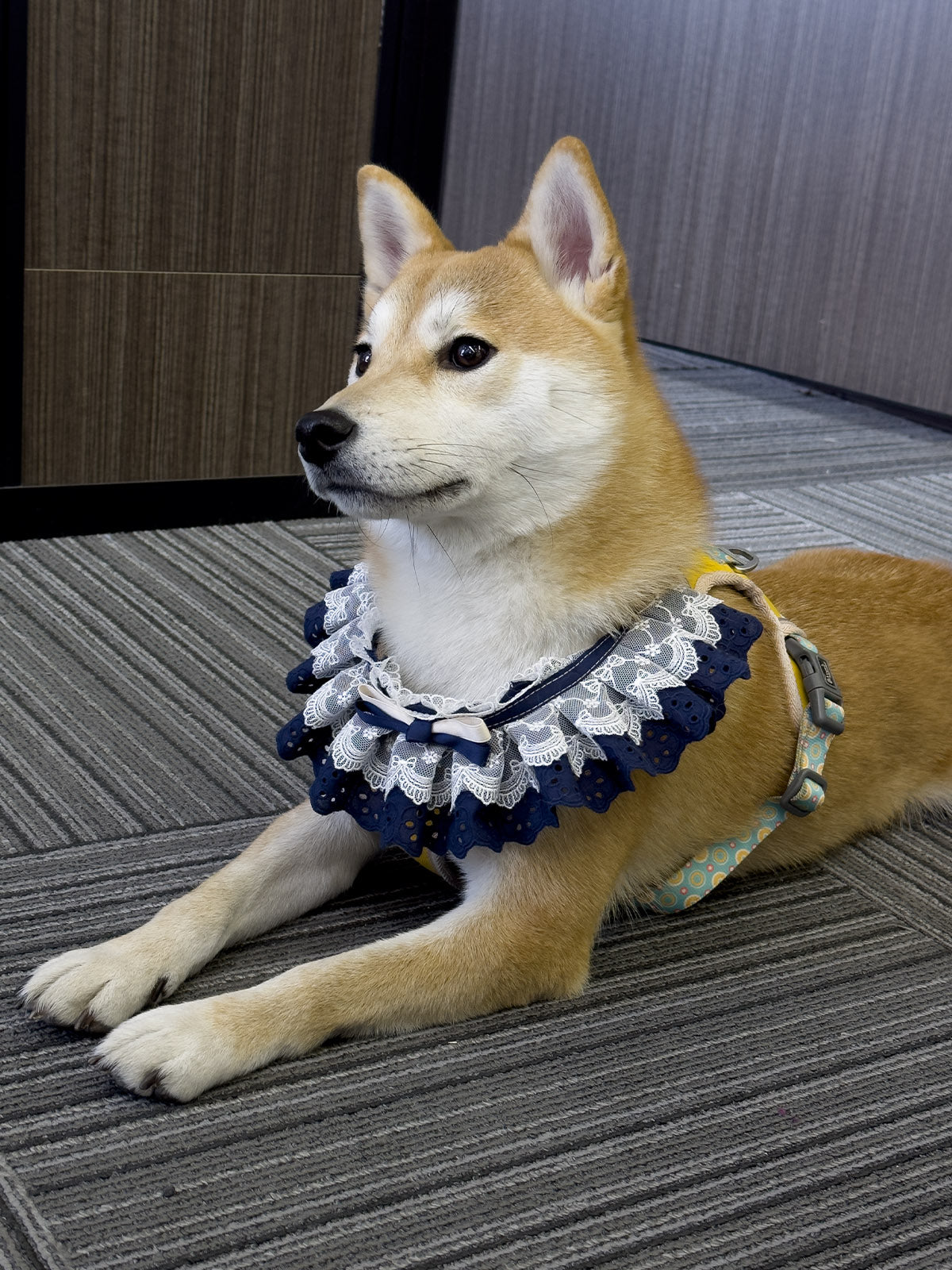 Cat Dog Collar Solid Color Bowknot Lace-up