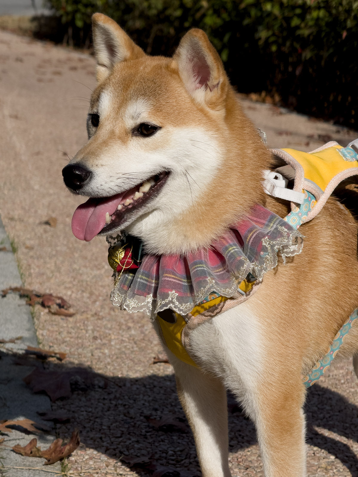Cat Dog Collar Bandana Bowknot Christmas Sheer Plaid