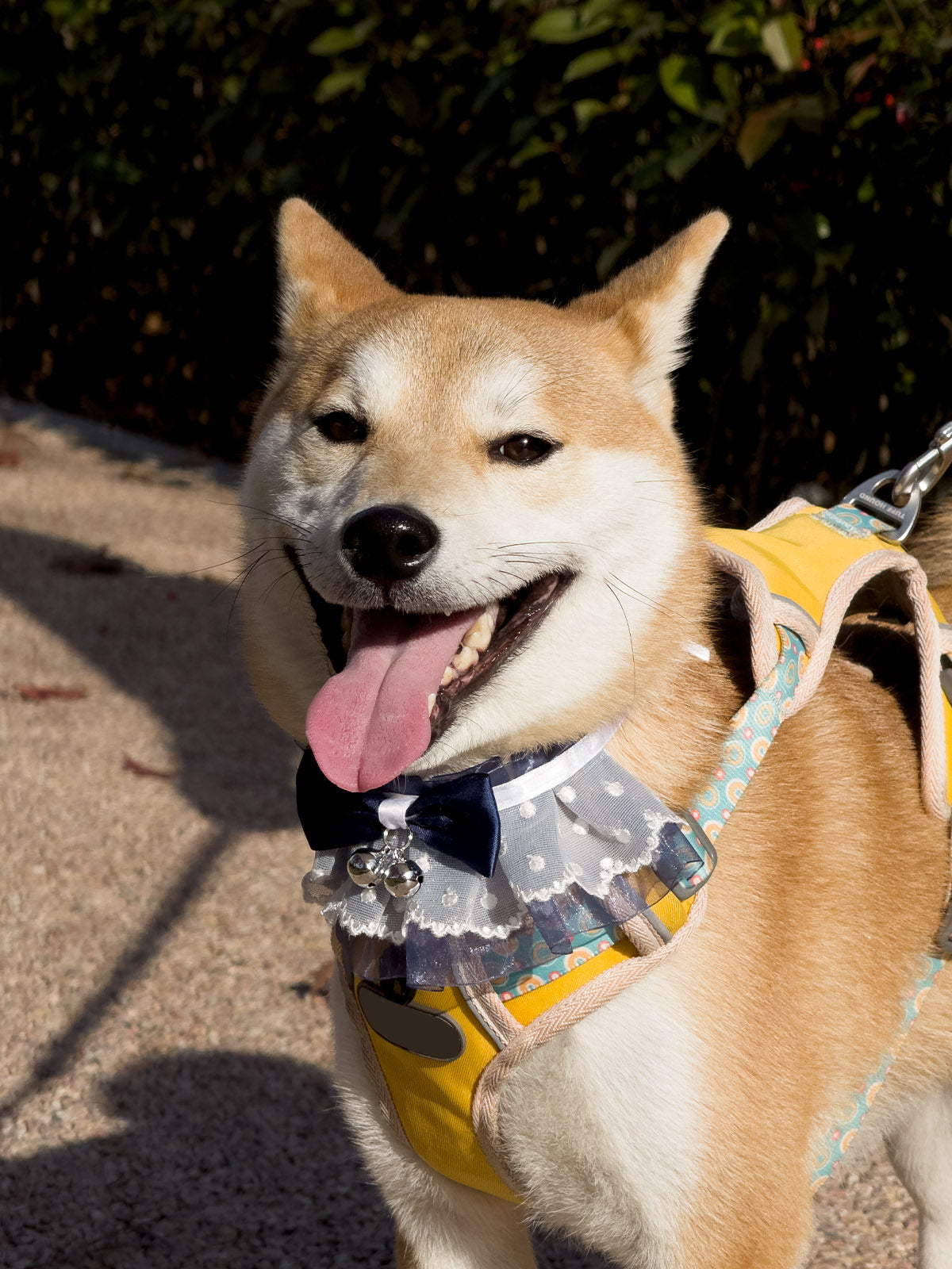 Cat Dog Collar Bell Bowknot Polka-Dotted Lace-up Sheer