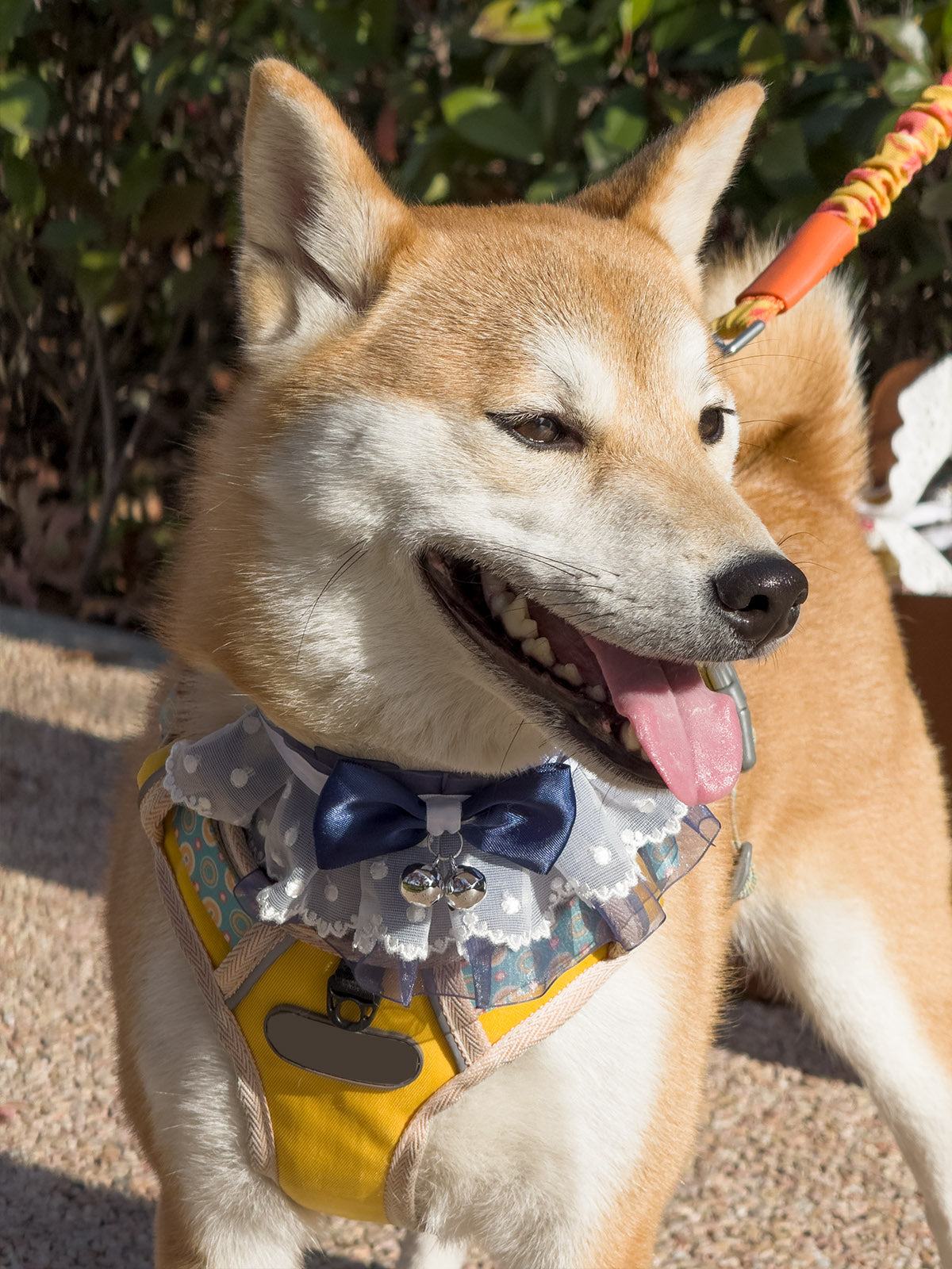Cat Dog Collar Bell Bowknot Polka-Dotted Lace-up Sheer
