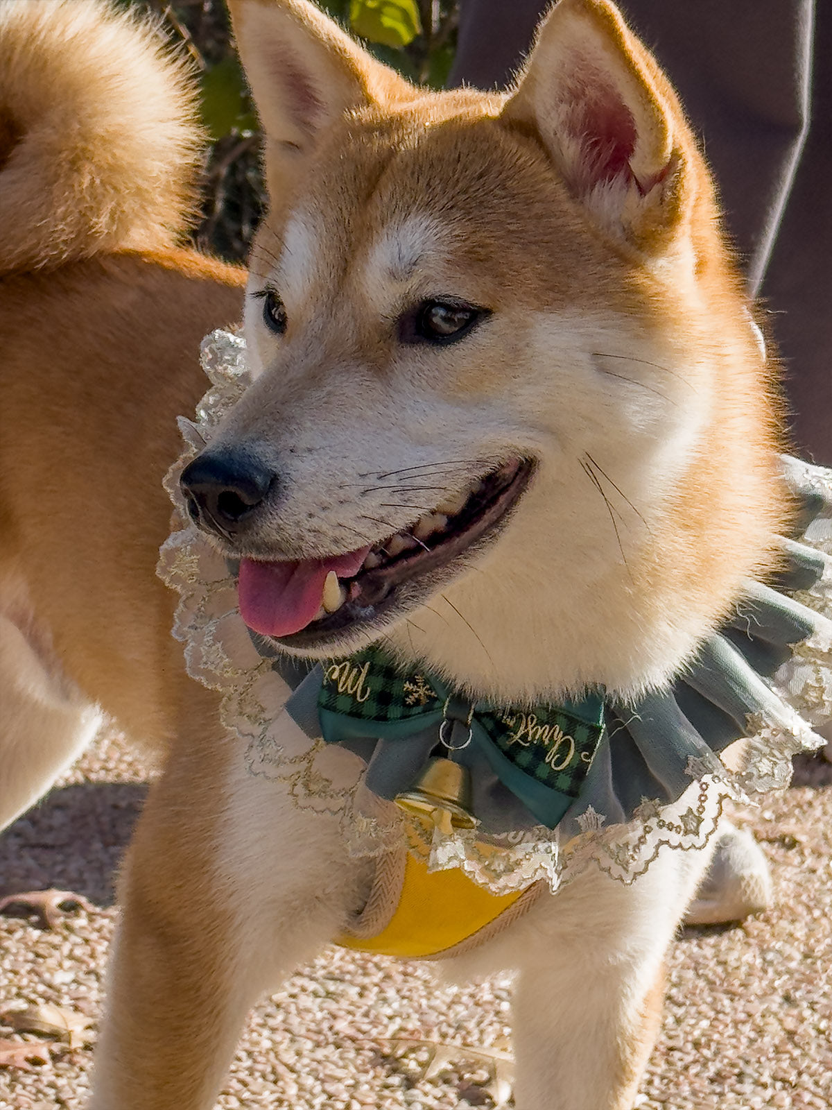 Cat Dog Collar Bandana Bowknot Christmas Sheer Plaid