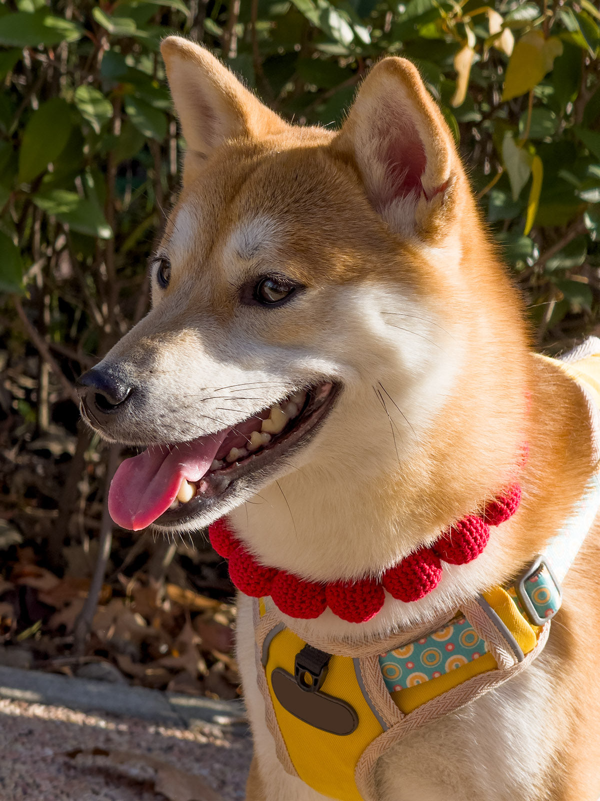 Collars Yarn Balls Pet Necklace Dog Cat Colorful