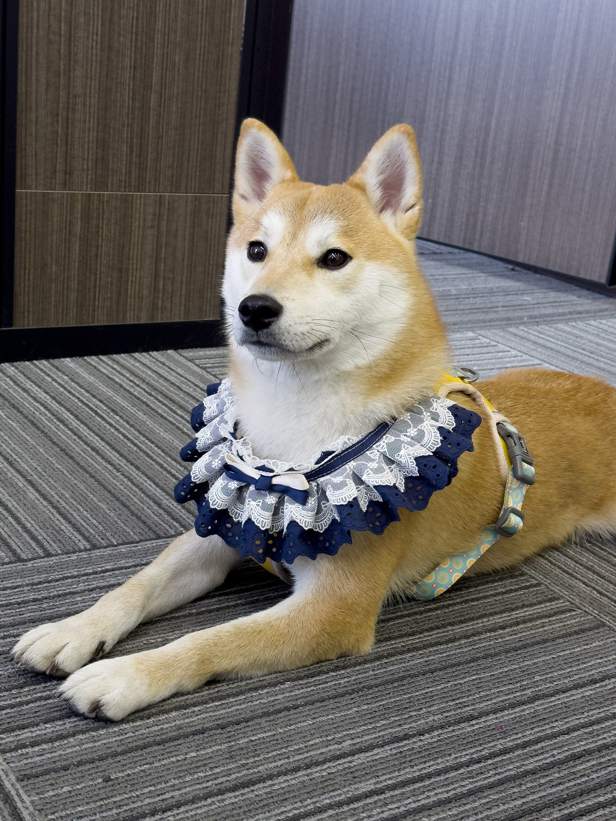 Cat Dog Collar Solid Color Bowknot Lace-up