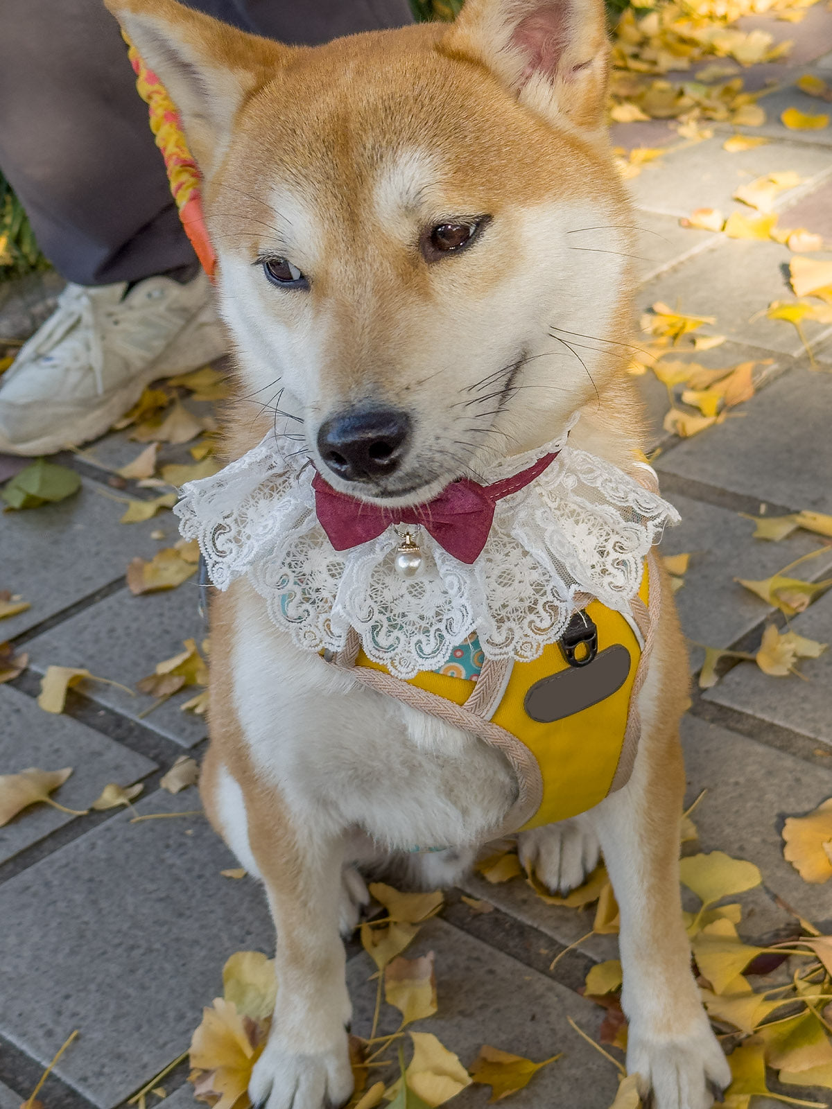 Cat Dog Collar Bowknot Pearl Lace-up