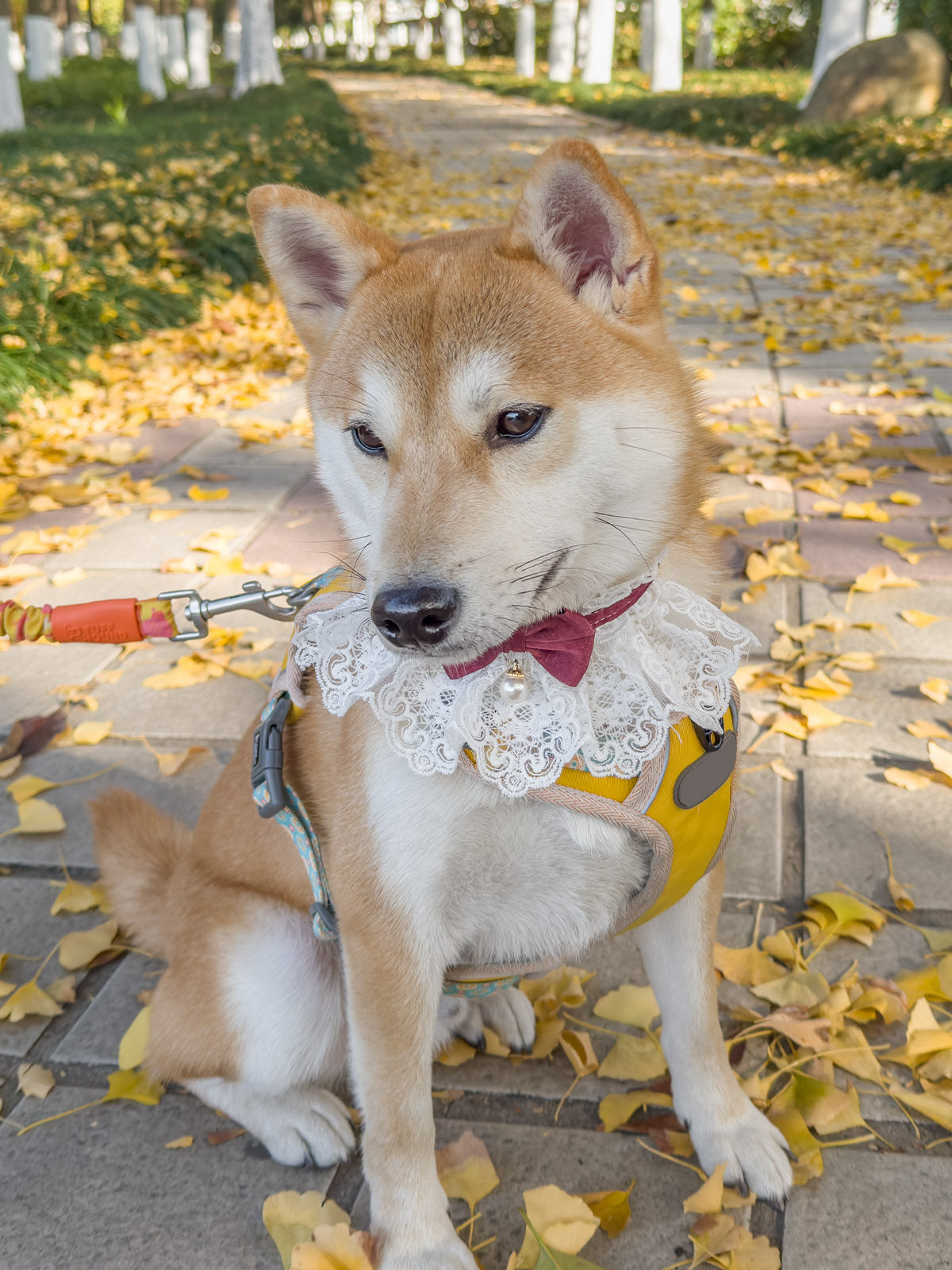 Cat Dog Collar Bowknot Pearl Lace-up