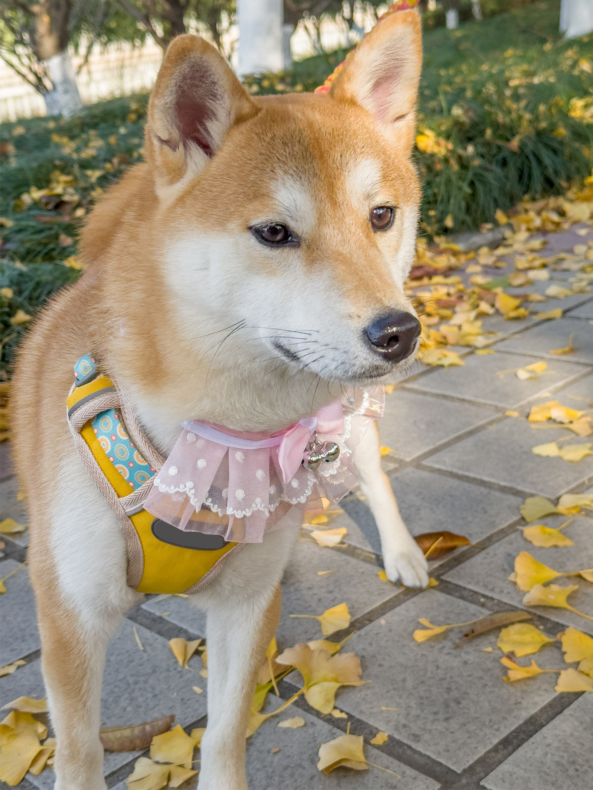 Cat Dog Collar Bell Bowknot Polka-Dotted Lace-up Sheer