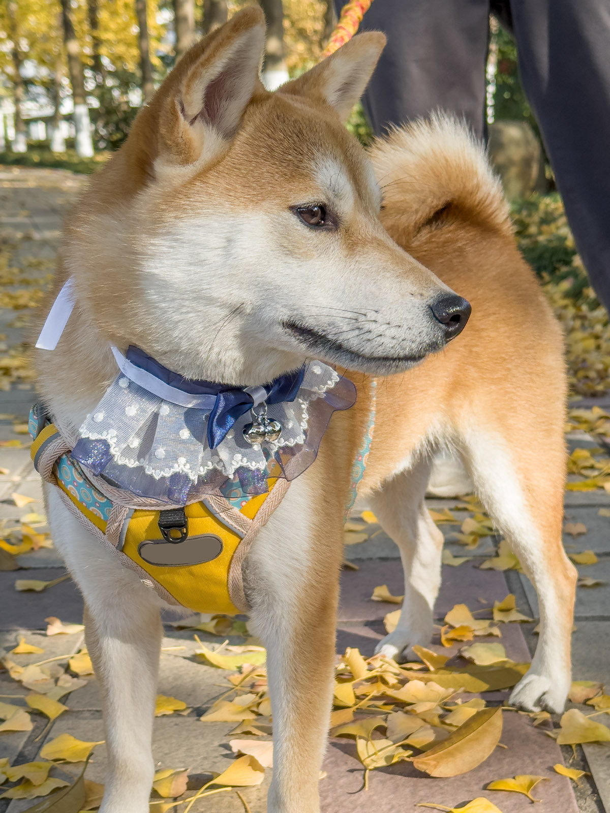 Cat Dog Collar Bell Bowknot Polka-Dotted Lace-up Sheer