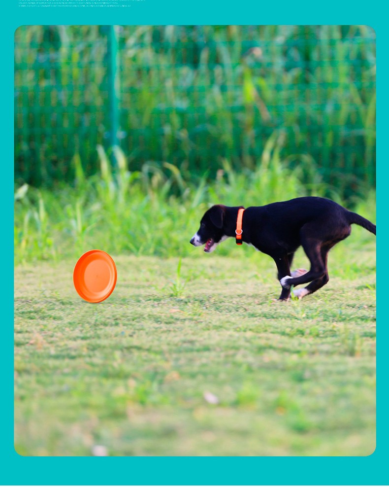 Small Dog Flyer 185mm - Puppy Training & Interactive Fetch Toy for Small Breeds