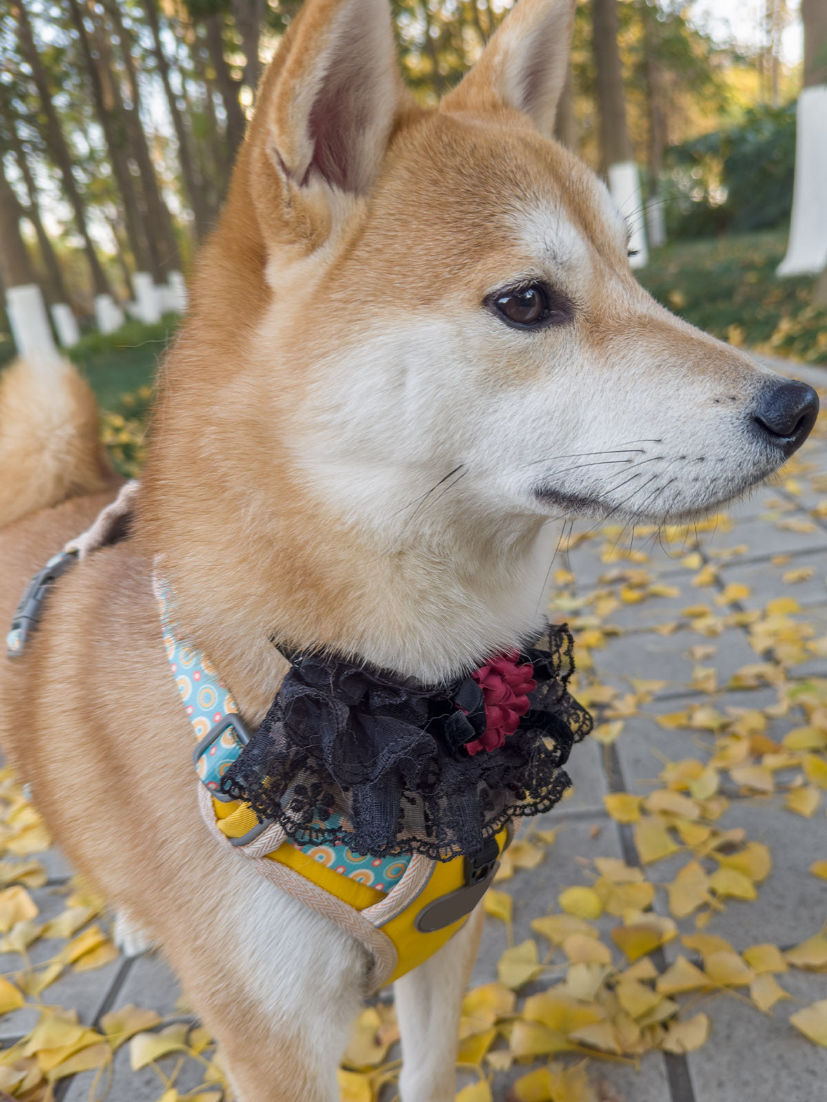 Cat Dog Collar Bowknot Lace-up Flower