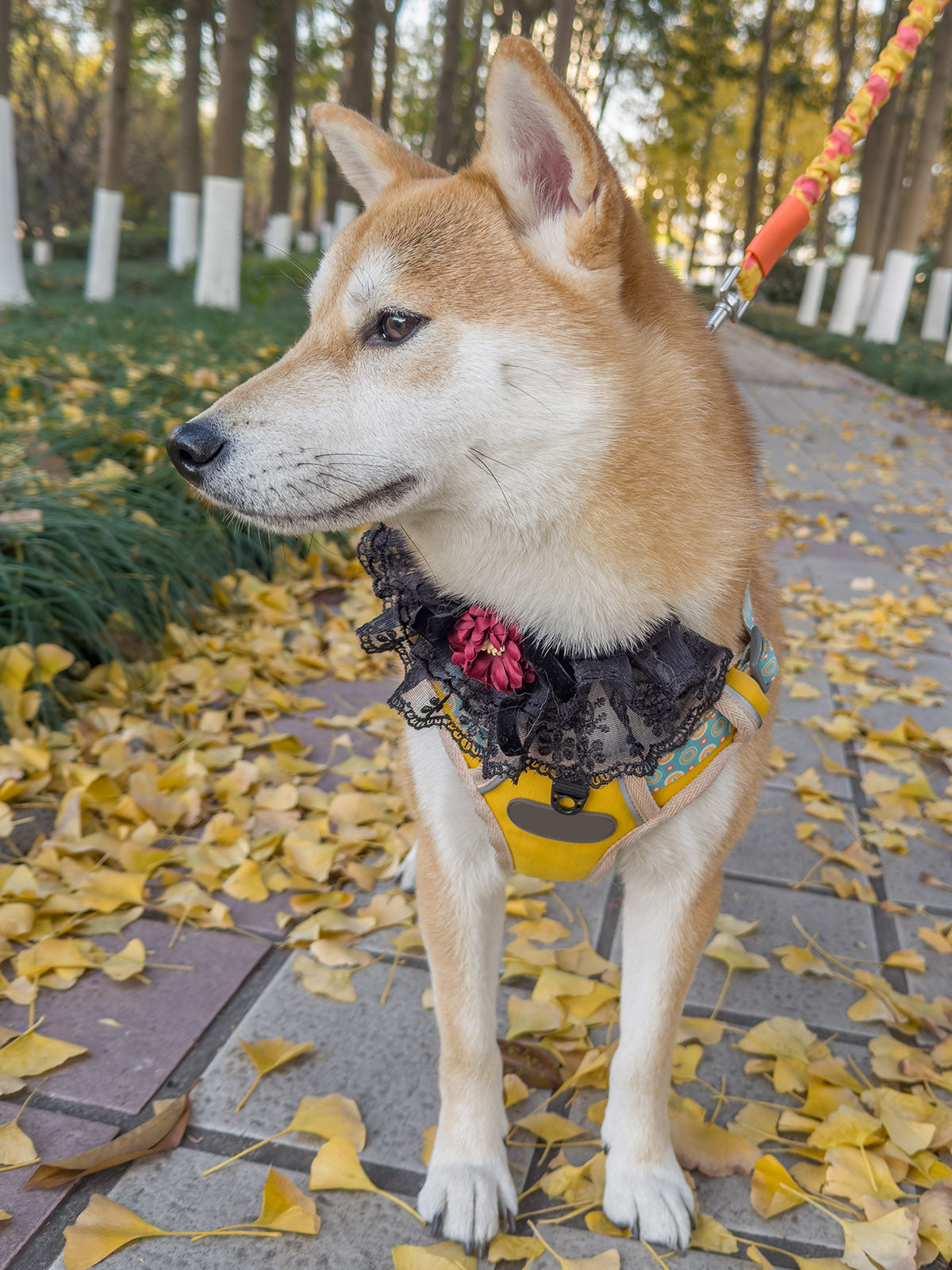 Cat Dog Collar Bowknot Lace-up Flower