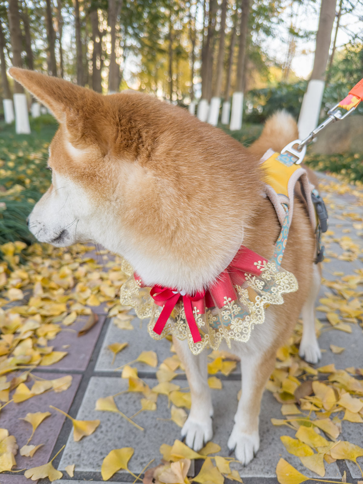 Cat Dog Collar Two Color Bowknot Flower Lace-up Sheer