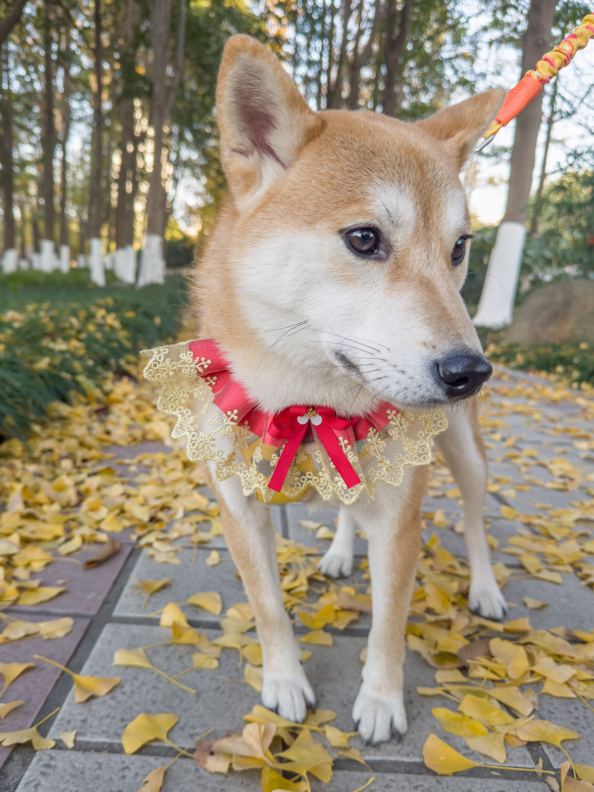 Cat Dog Collar Two Color Bowknot Flower Lace-up Sheer