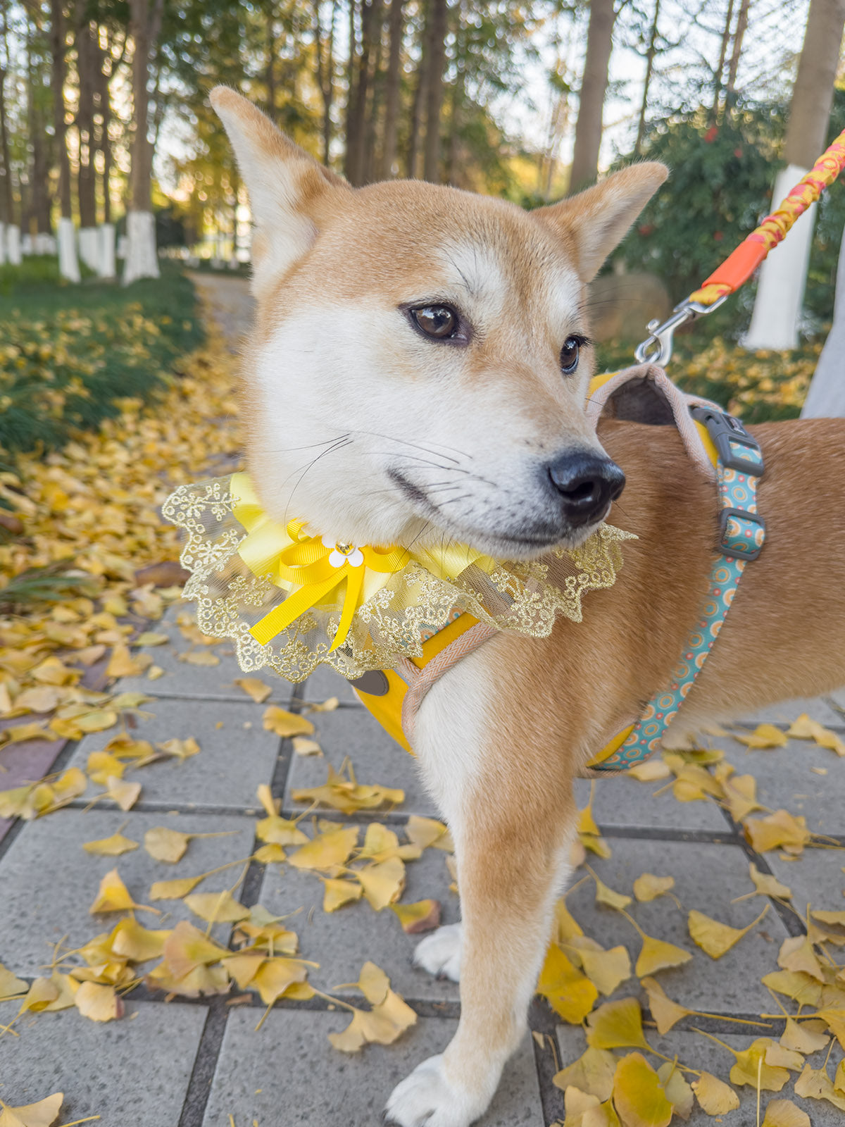 Cat Dog Collar Two Color Bowknot Flower Lace-up Sheer