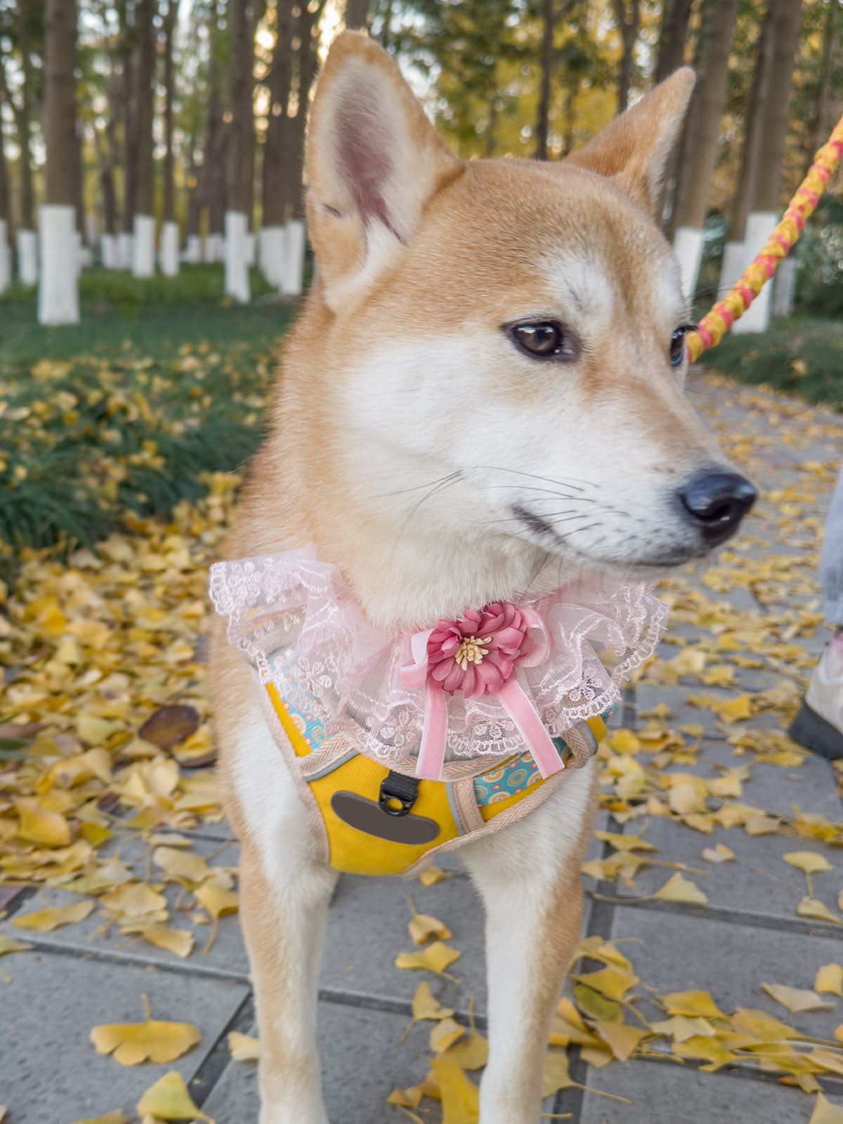 Cat Dog Collar Bowknot Lace-up Flower