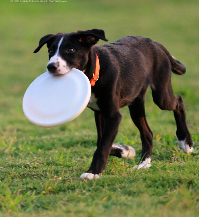 Small Dog Flyer 185mm - Puppy Training & Interactive Fetch Toy for Small Breeds