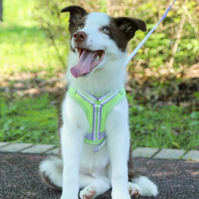 Pet Harness with Mini Backpack Leash Set