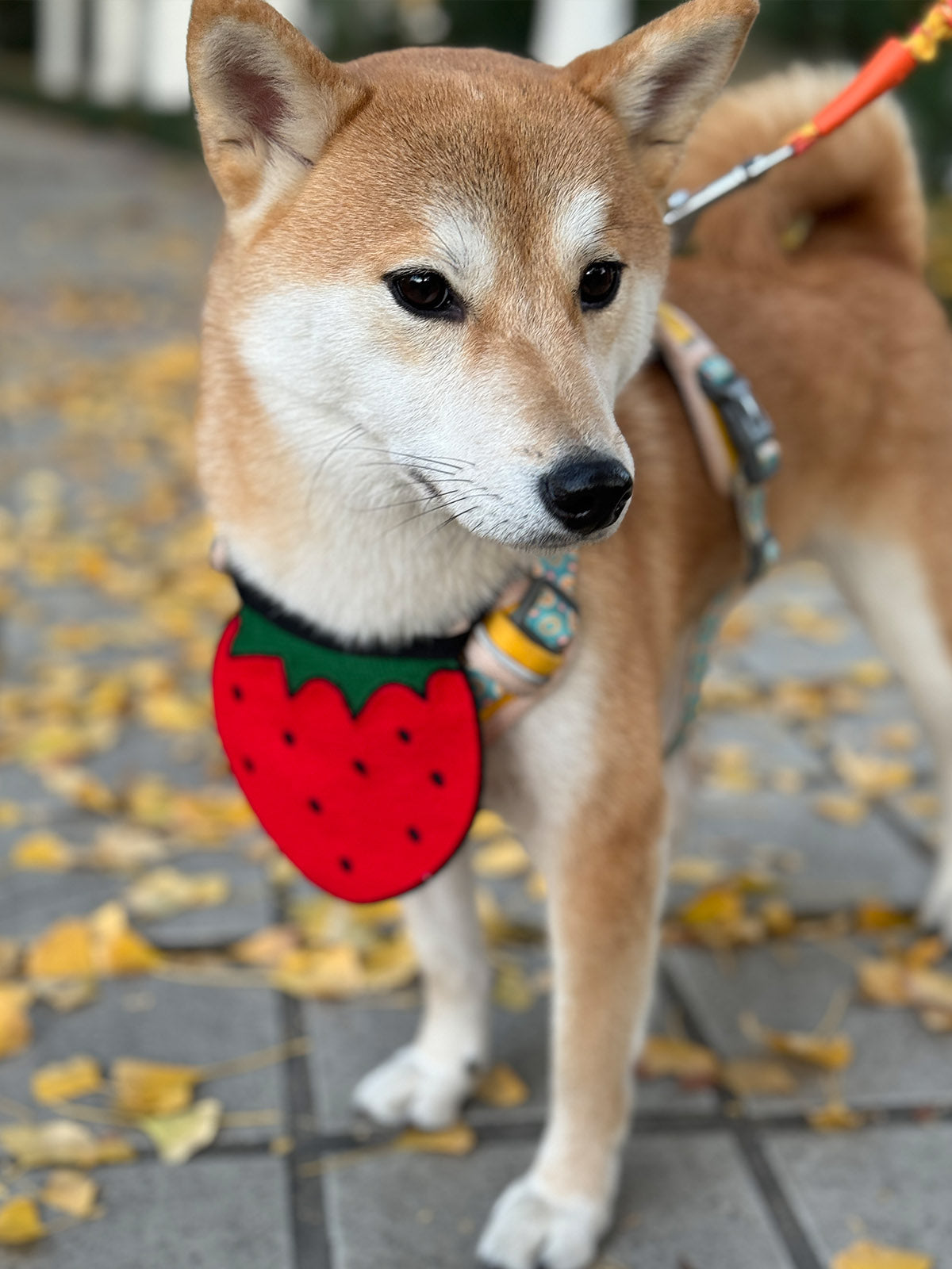 Cat Dog Collar Bandana Knitted Bib Cute